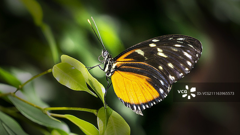 蝴蝶栖息在树叶上图片素材