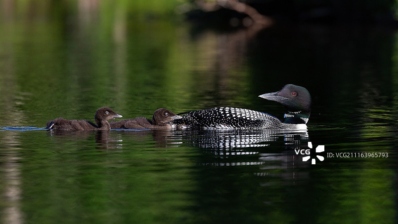 水面上的鸭子一家图片素材