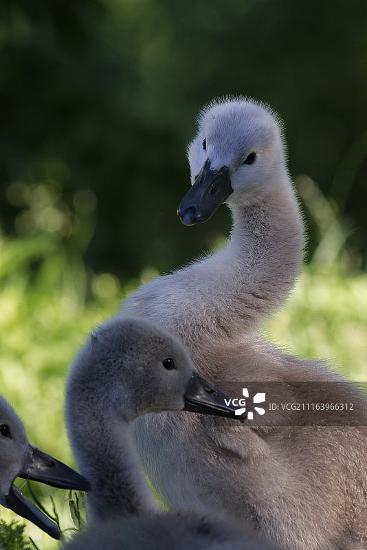 蓬松的小天鹅图片素材