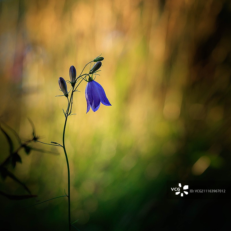 风铃草花图片素材