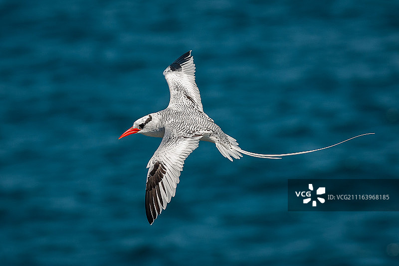 红嘴热带鸟图片素材