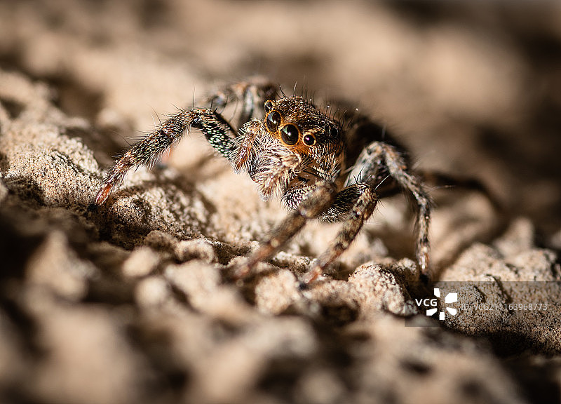棕色跳蛛特写图片素材