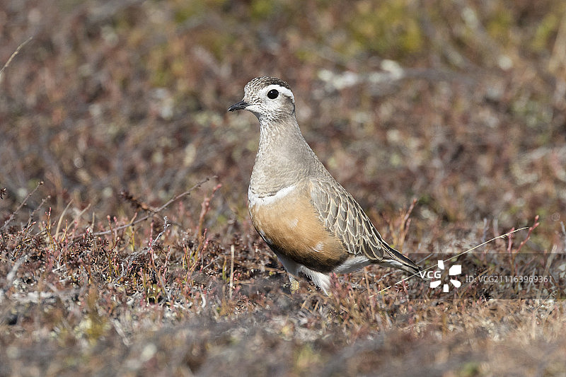 涉水鸟的侧面照图片素材