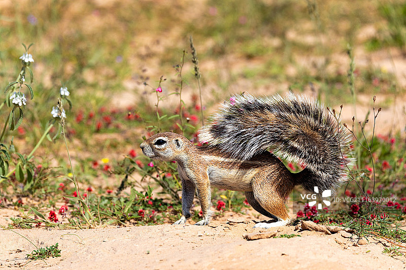 沙漠中的松鼠图片素材