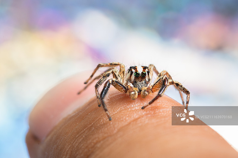 人手指上蜘蛛特写图片素材