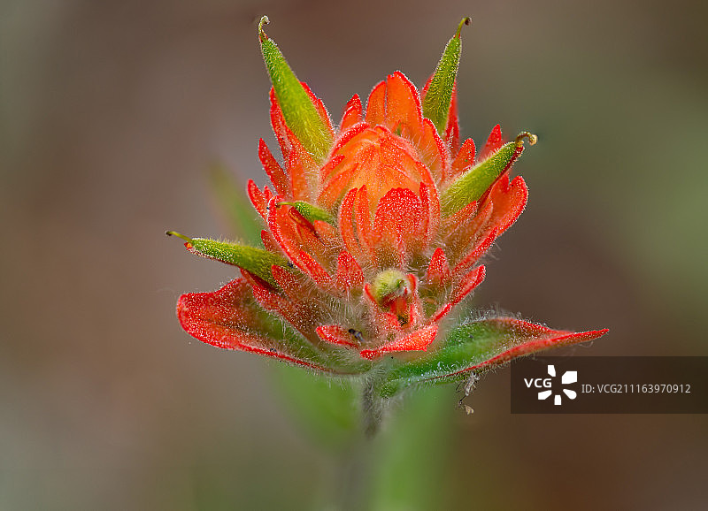 盛开的草原之火图片素材