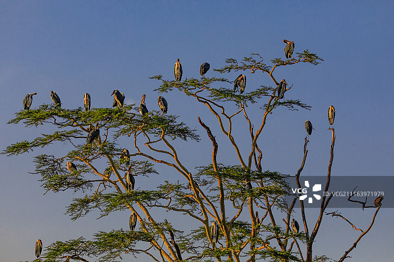 塞伦盖蒂的狮子、大象、猎豹、伊兰羚羊、斑马和长颈鹿图片素材