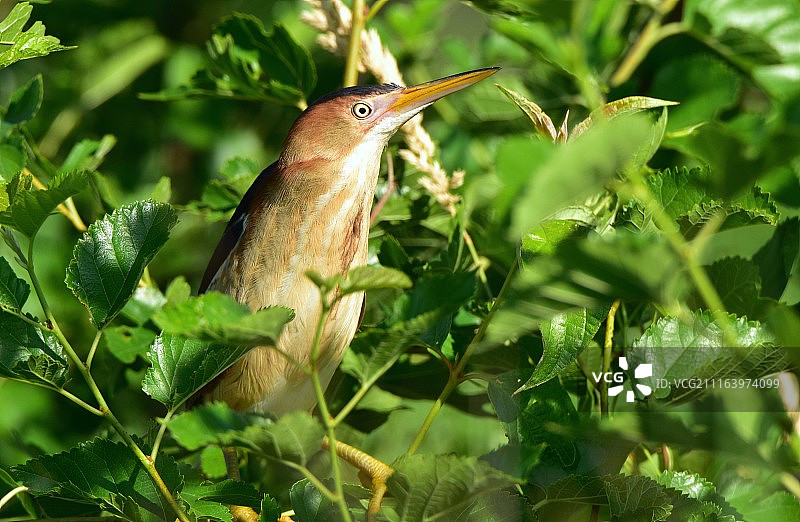小苇鹭图片素材