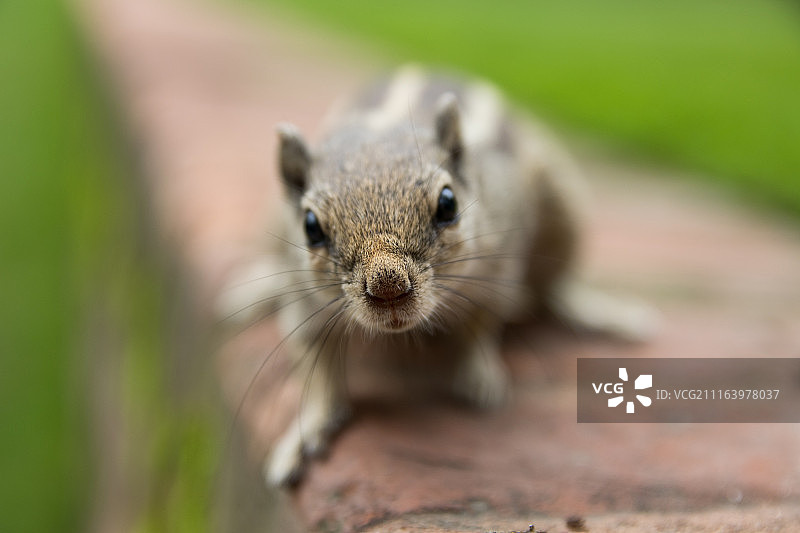 好奇的花栗鼠图片素材