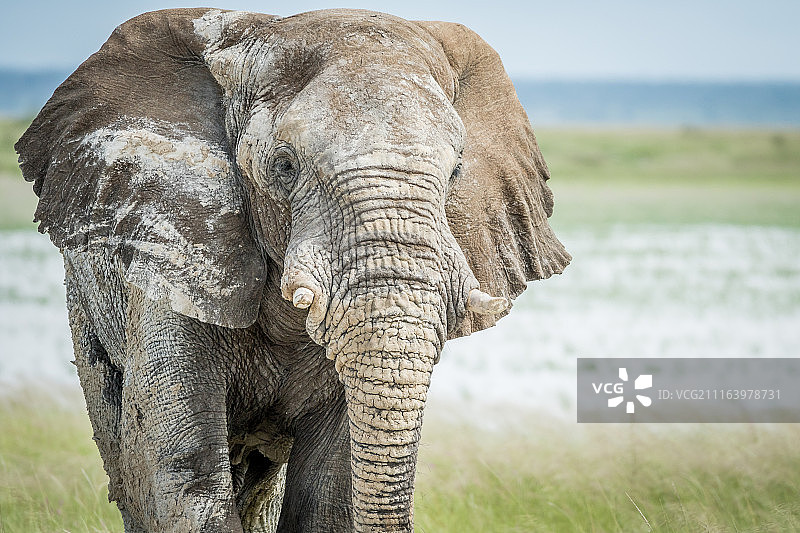 非洲象特写图片素材