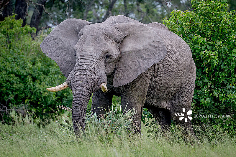 大象特写图片素材