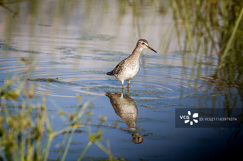 湿地涉水矶鹬图片素材