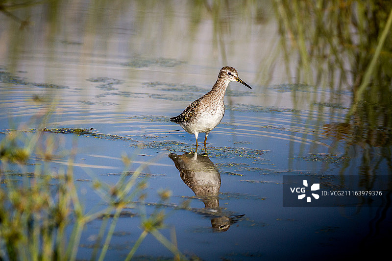 湿地涉水矶鹬图片素材