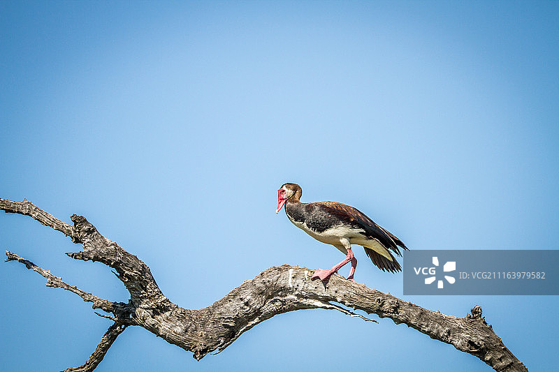 栖息在树枝上的距翅雁肖像图片素材