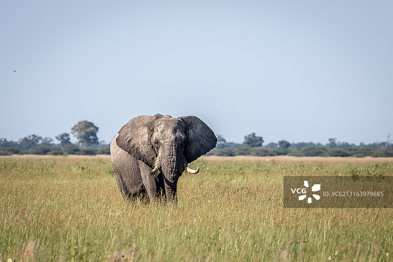 稀树草原中大象的肖像图片素材