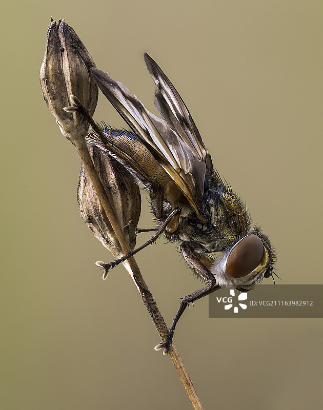 栖息在植物上的苍蝇肖像图片素材