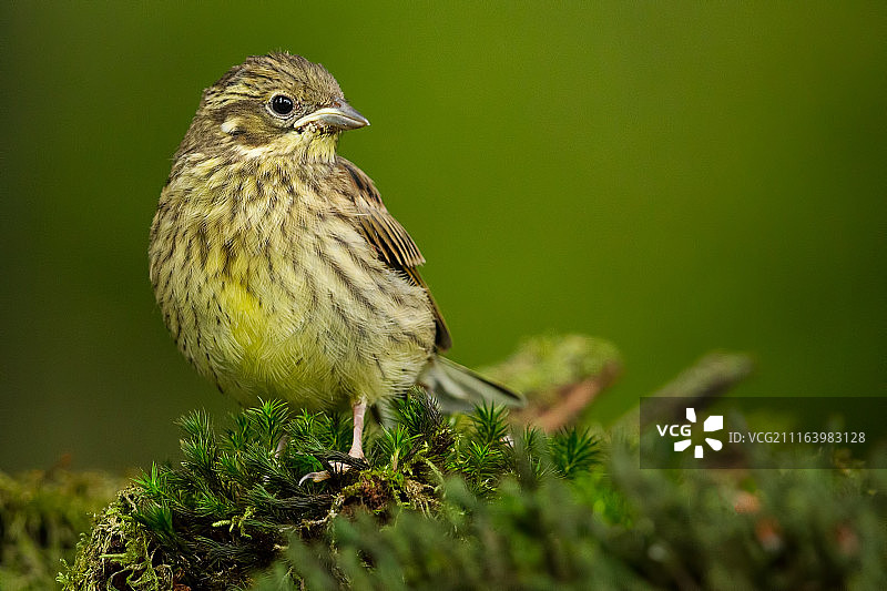 栖息在苔藓上的鸟儿特写图片素材