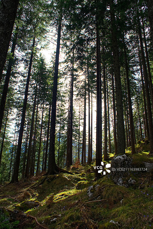 森林景观图片素材