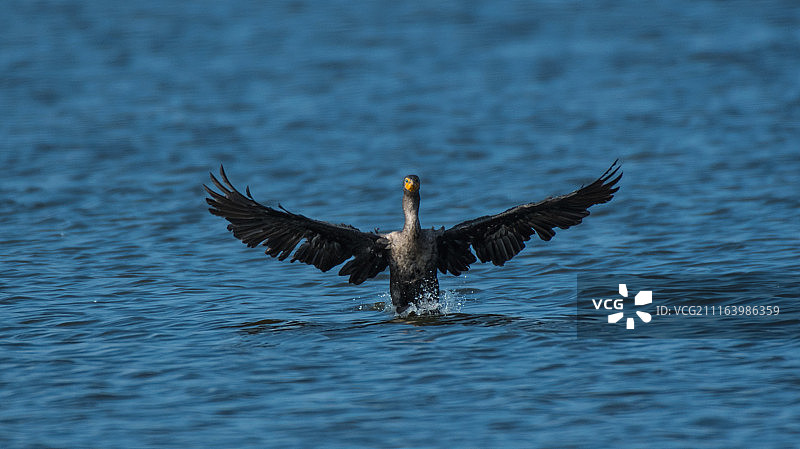 鸬鹚起飞图片素材