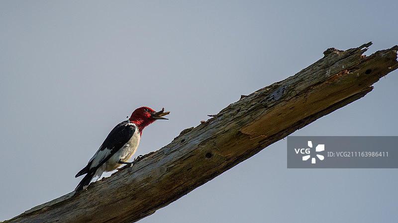 栖息在树枝上的红头啄木鸟图片素材