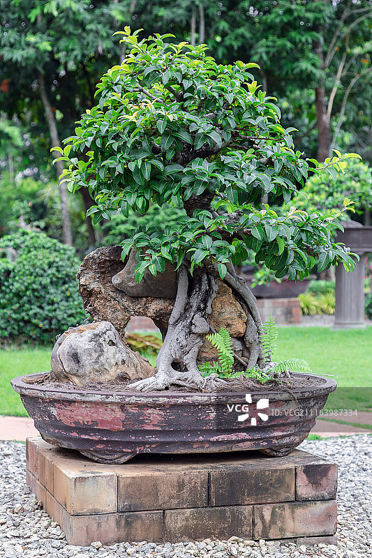 盆景花园中的陶瓷盆盆景树图片素材