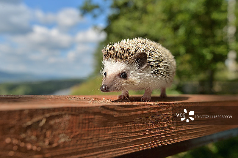 刺猬特写图片素材