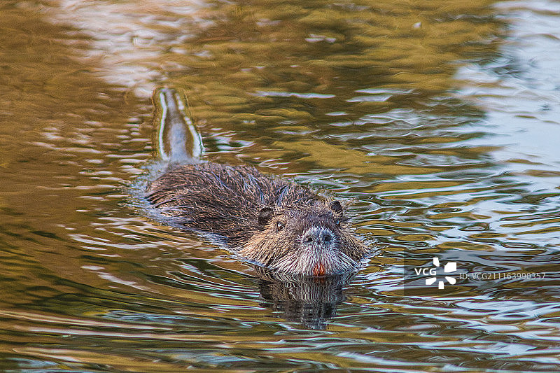 游泳的北美河獭图片素材