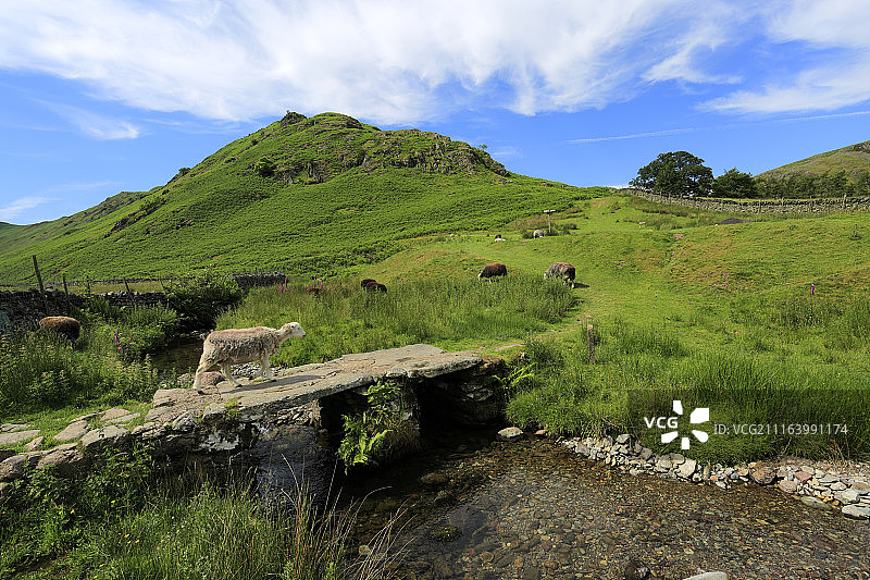 乡村景色：牧场图片素材