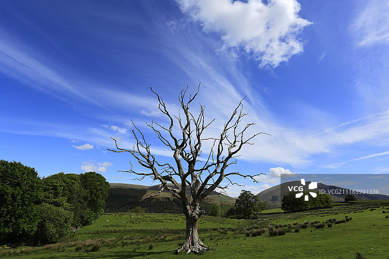 孤零零的树木景观图片素材