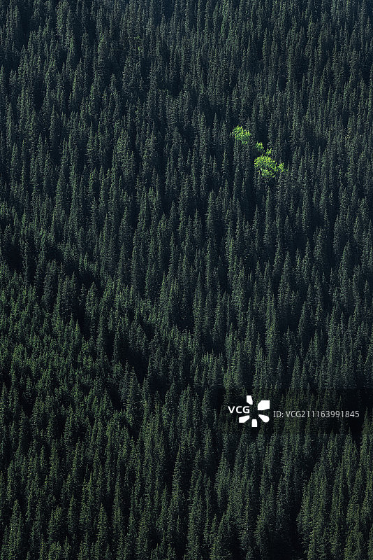 果子沟树林图片素材