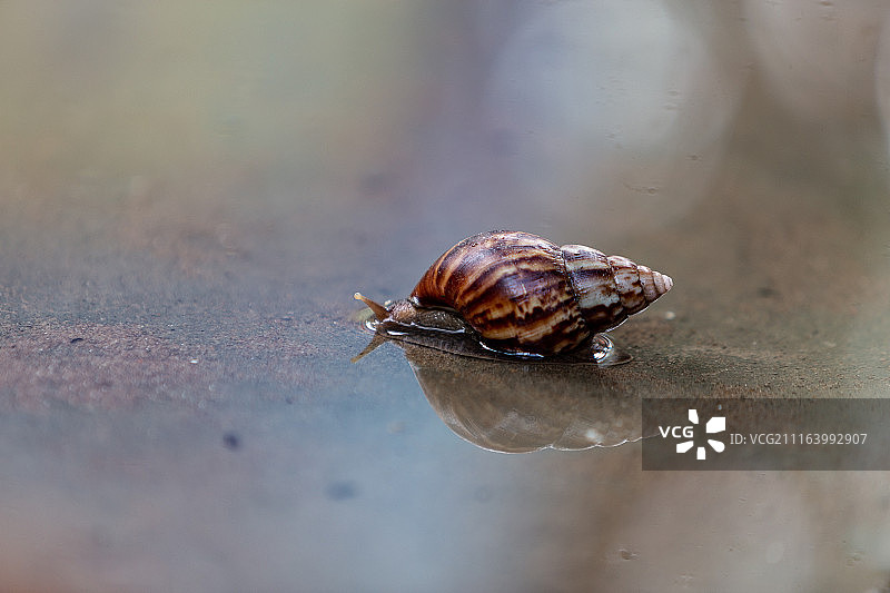 蜗牛特写图片素材