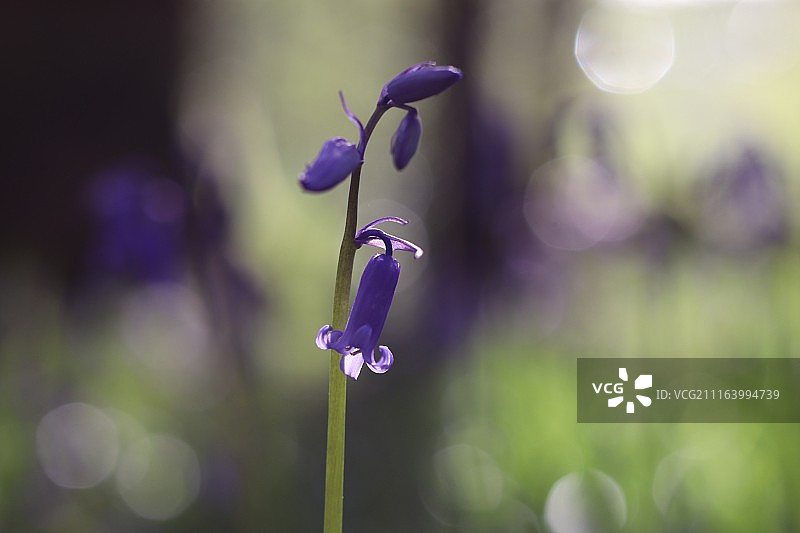 蓝铃花特写图片素材