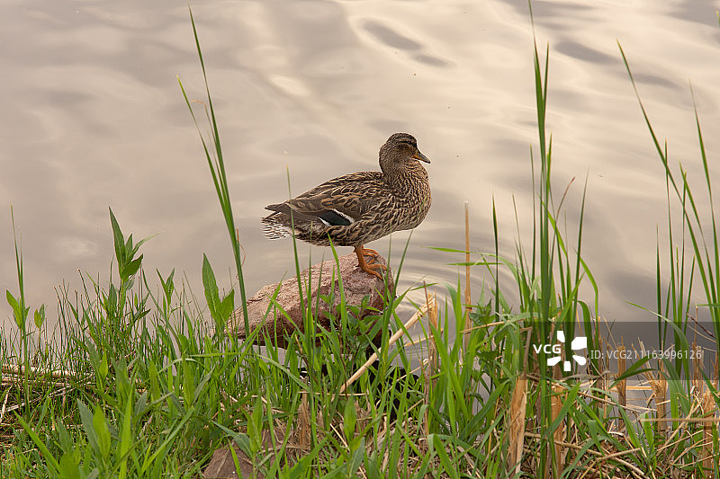 站在湖岸岩石上的鸭子图片素材