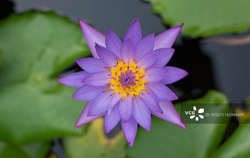荷花的特写图片素材
