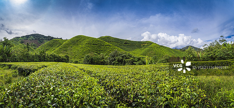 郁郁葱葱的绿色大地图片素材