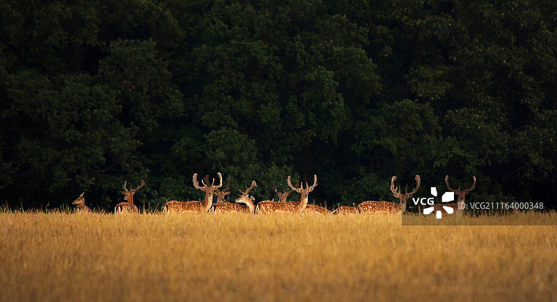 田野上的黇鹿群图片素材