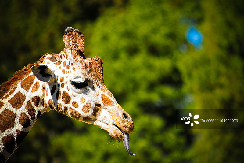 长颈鹿图片素材