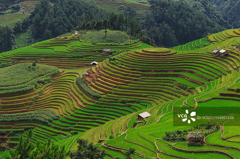 山坡上的梯田图片素材