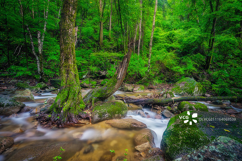 森林中的小溪图片素材