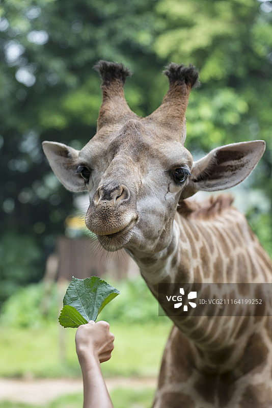 动物园长颈鹿喂食图片素材