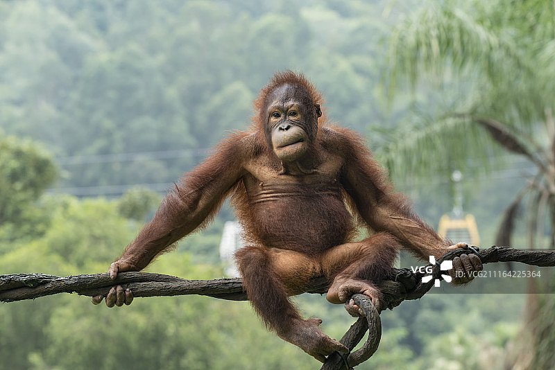 红毛猩猩图片素材