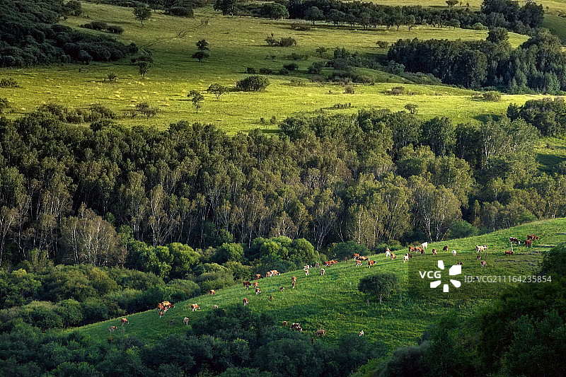 坝上草原图片素材