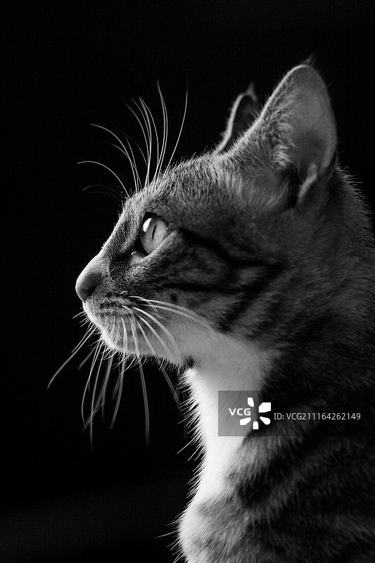 一只猫咪的肖像图片素材