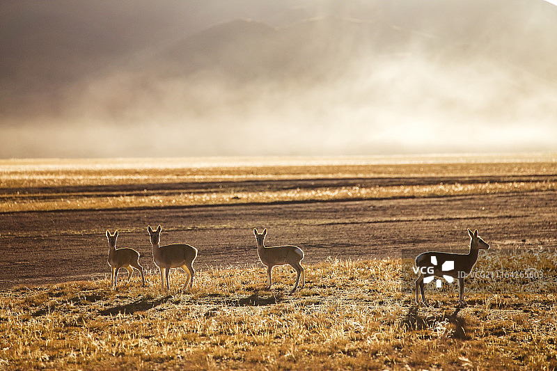 阿里的生灵图片素材
