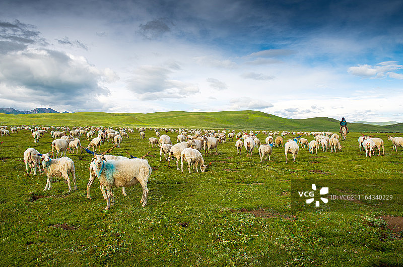 甘肃省甘南草原风光图片素材