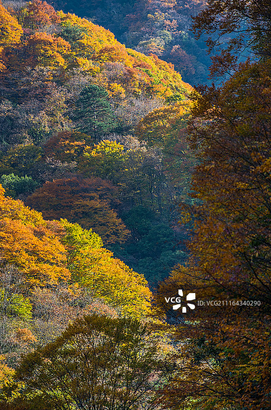 四川巴中市南江县米仓山光雾山十八月潭景区秋色图片素材
