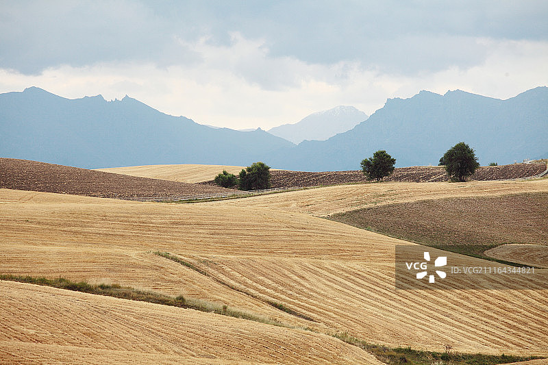 新疆昌吉州奇台县江布拉克麦田图片素材