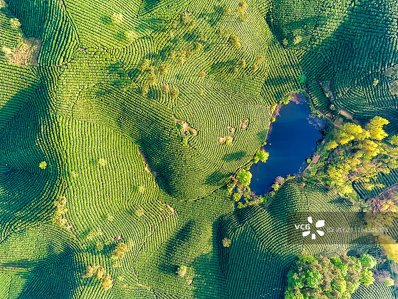 河南信阳毛尖茶园航拍图图片素材