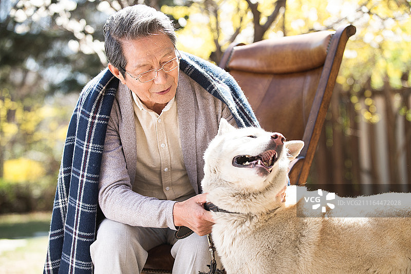 老年男人和萨摩犬图片素材