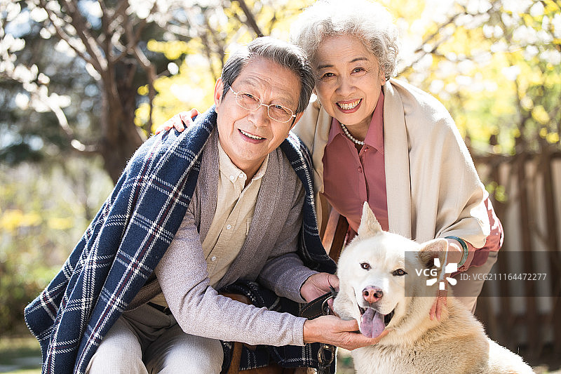 老年夫妇和萨摩犬图片素材